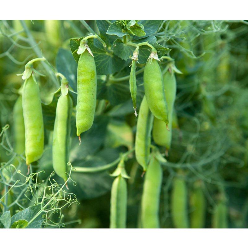Gói 50gr Hạt giống đậu Hà Lan siêu trái, dễ trồng, dễ chăm sóc - Anh nông dân chính hiệu