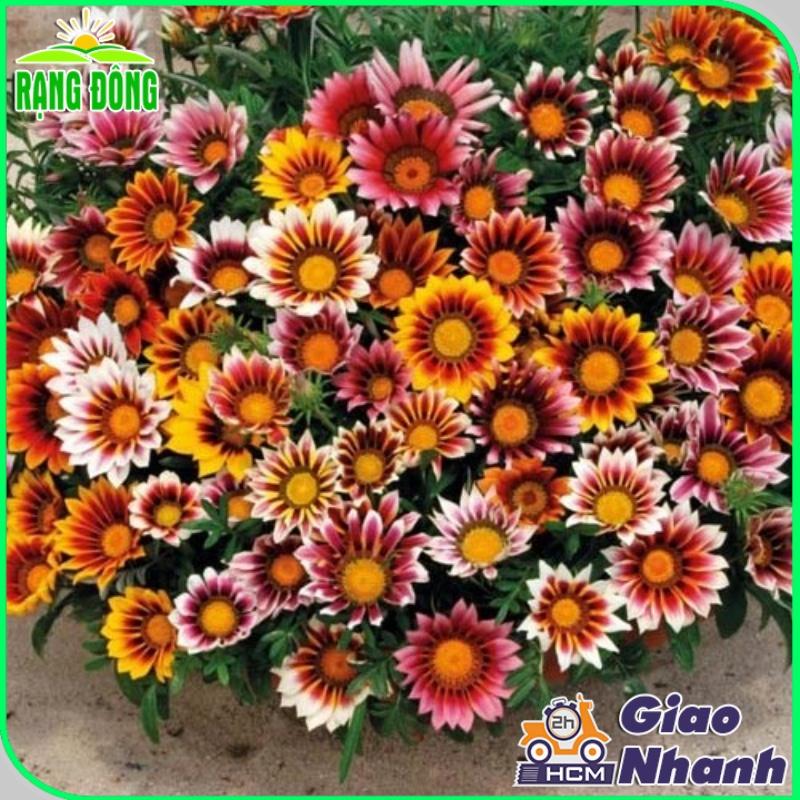 Hạt giống Hoa Cúc Huân Chương Nhiều Màu Rd 802 (0,03g~30 hạt) thân cao 20-25cm, trồng quanh năm - Hạt giống Rạng Đông
