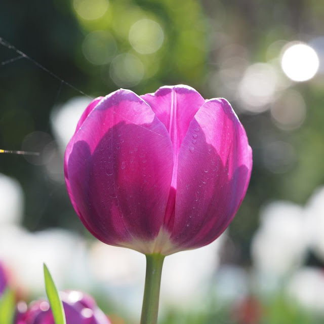 Bộ 5 củ giống hoa tulip hoa màu tím nhạt