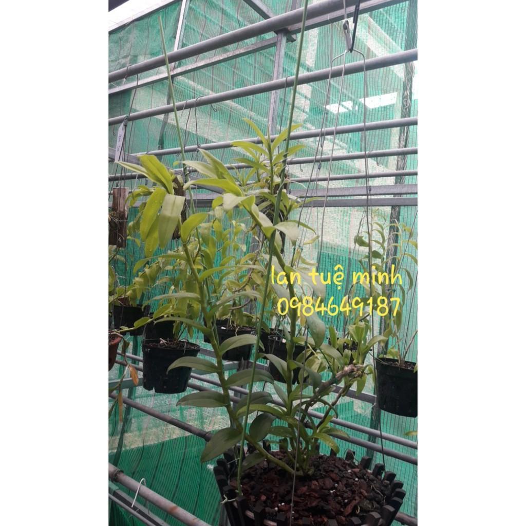 1 kg Que bọc nhựa đa năng