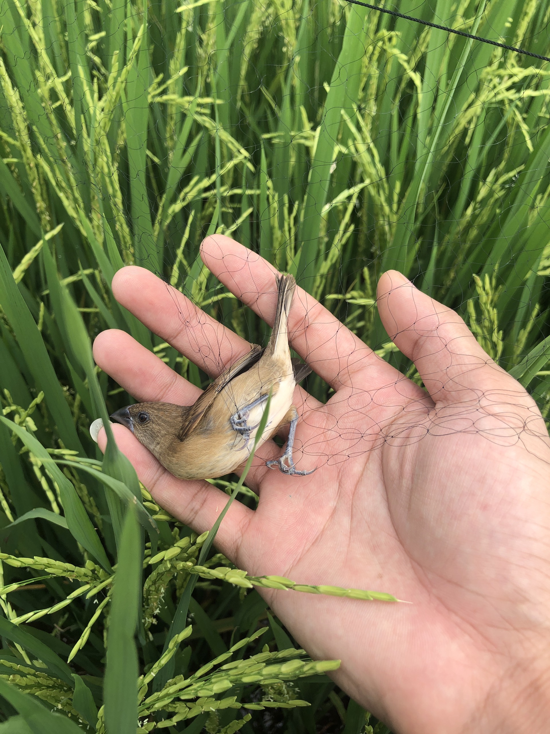 30 mét lưới bẫy chim ri , sắc ô , khuyên , sẻ lưới cước thái màu đen tàng hình
