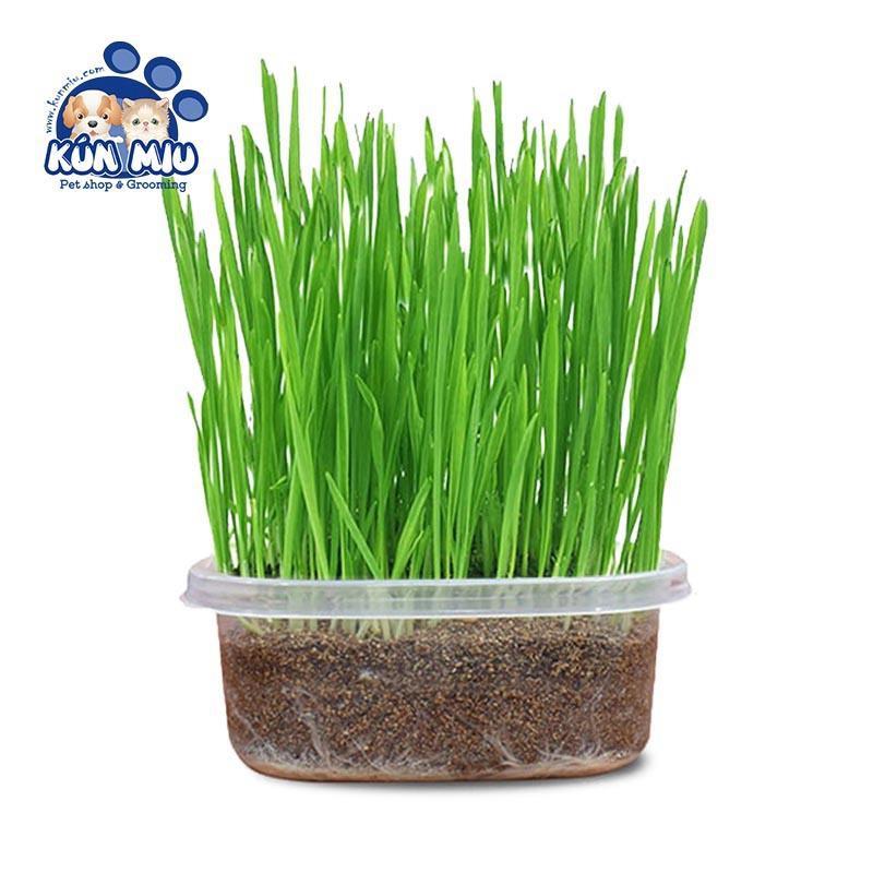 Set hộp hạt giống cỏ trồng và đất cho mèo - Set hạt giống cỏ Ngáo Và Gâu Đần