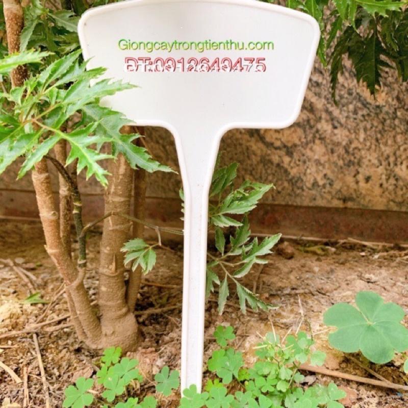 THẺ CỠ TO GHI TÊN CÂY TRỒNG,ĐỒ VẬT