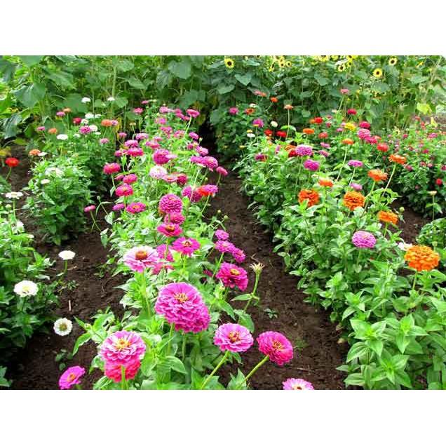 Hạt Giống Hoa Cúc Lá Nhám Nhiều Màu