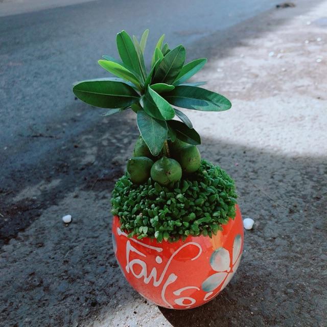 Chậu Cây May Mắn