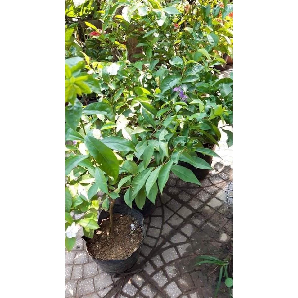 CÂY GIỐNG HOA NHÀI NHẬT