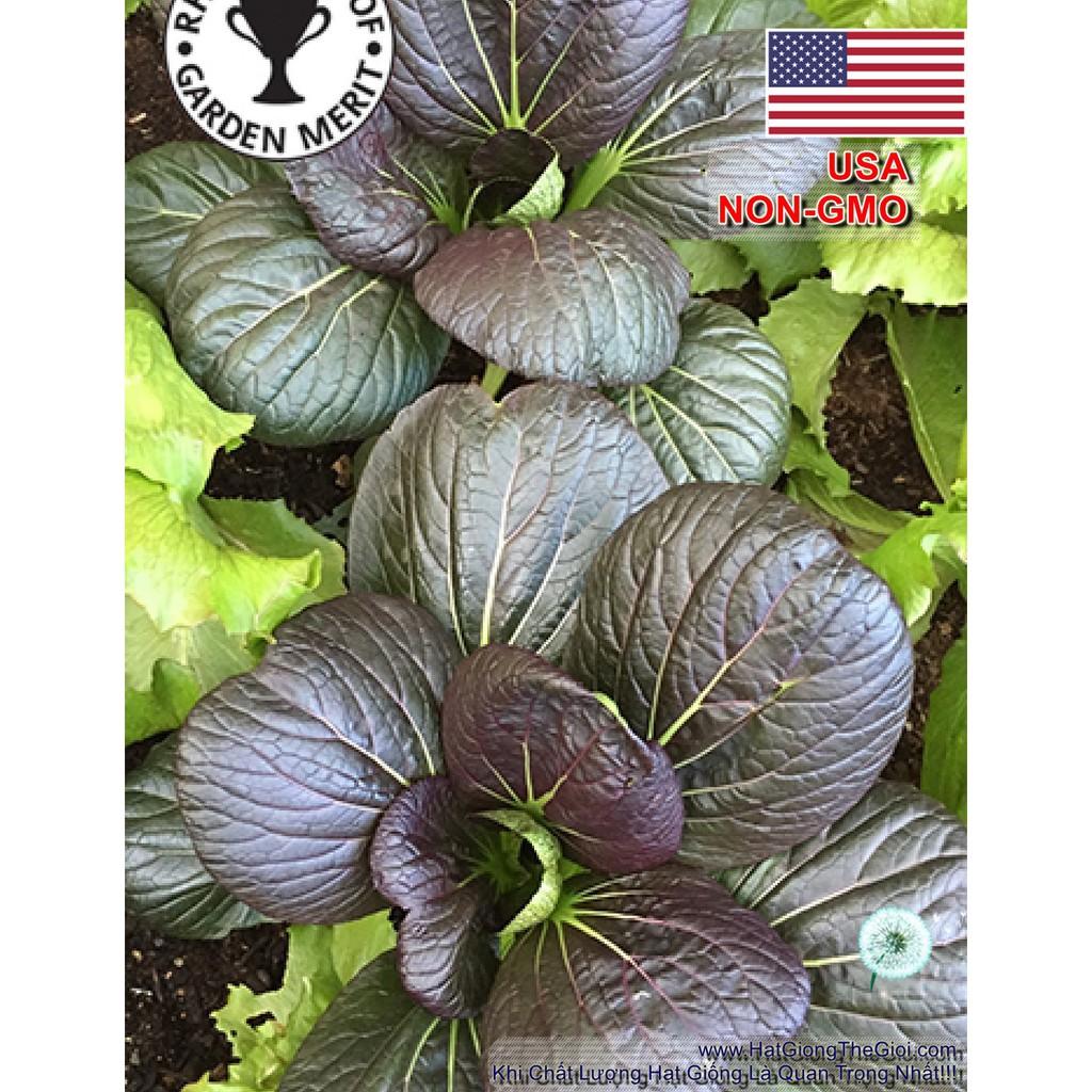 100h Hạt Giống Cải Thìa Đỏ F1