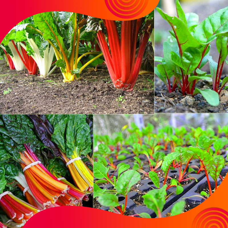 05 Gói Hạt Giống Cải Cầu Vồng - Nảy Mầm Cực Chuẩn