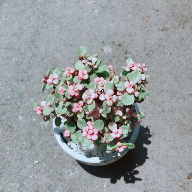 Chậu Đô La Hồng