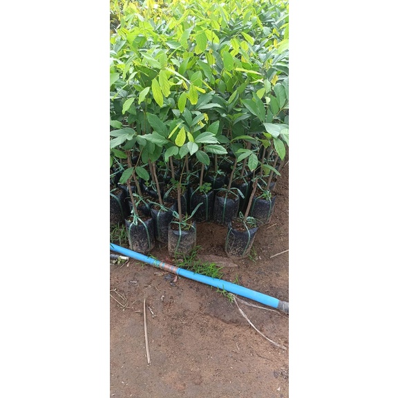 Cây giống Chôm Chôm Java