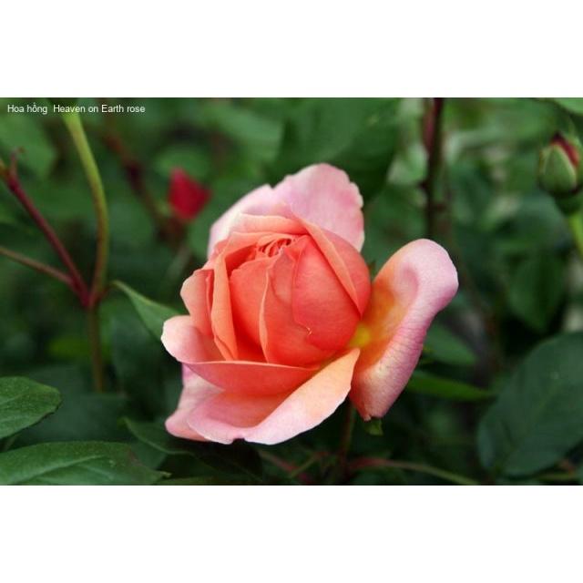 Hoa hồng ngoại Heaven On Earth Rose sang chảnh cực thơm
