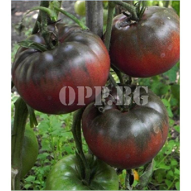 Hạt giống cà chua hoàng tử 30 hạt/gói - Kèm 3 viên nén ươm hạt