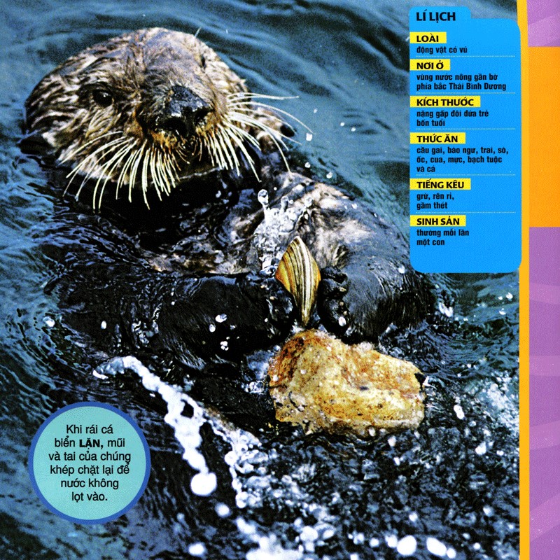 Cuốn Sách Lớn Đầu Tiên Của Tớ: Đại Dương