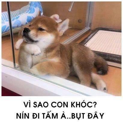 tấm cám phiên bản mèo chapter 1 7