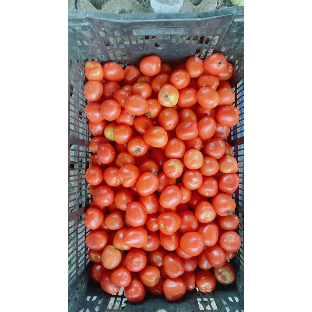 Cà Chua Đỏ