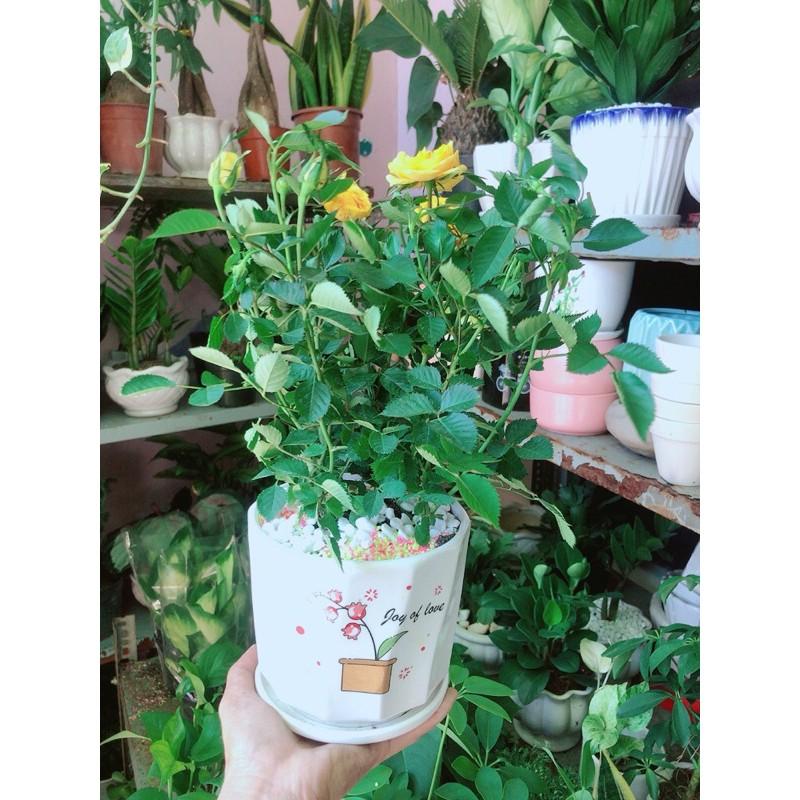 Chậu Cây Hoa Hồng Màu Vàng