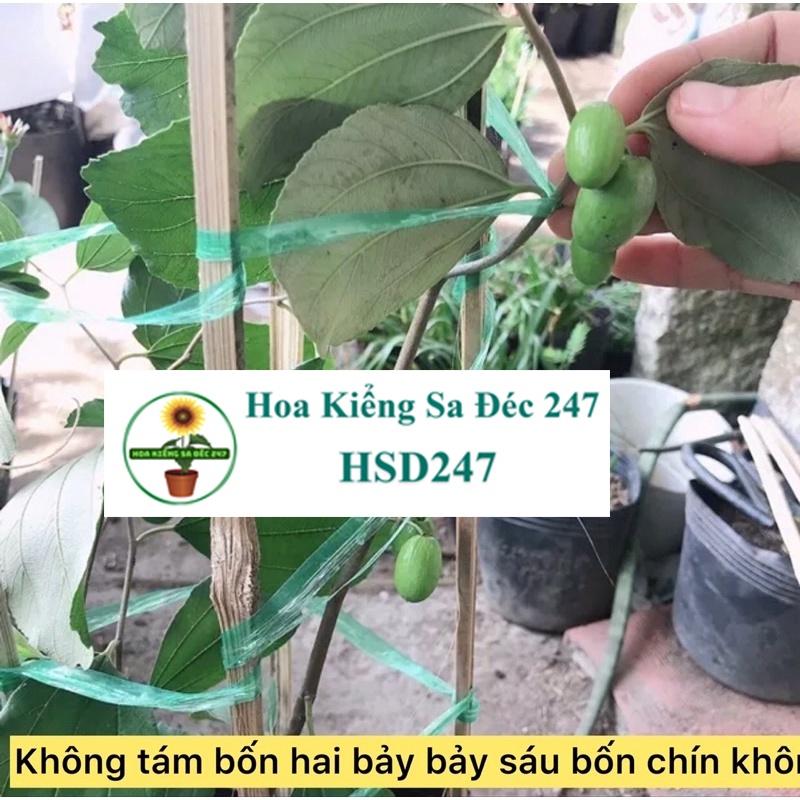 Cây táo thái ghép - tặng phân bón - cây ăn trái - trang trí sân vườn cảnh quan ngoài trời