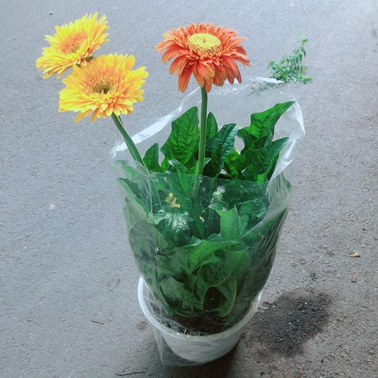 Hoa Đồng Tiền Size Lớn
