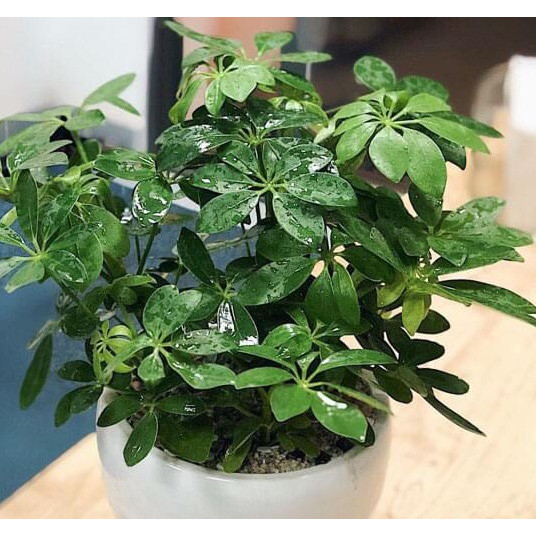 Cây để bàn ngũ gia bì