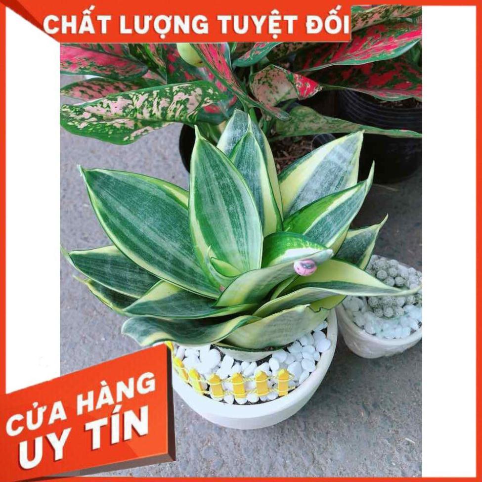 Chậu lưỡi hổ thái Nhiều Người Mua