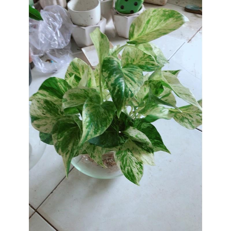 Chậu Cây Trầu Bà Sữa Thuỷ Sinh