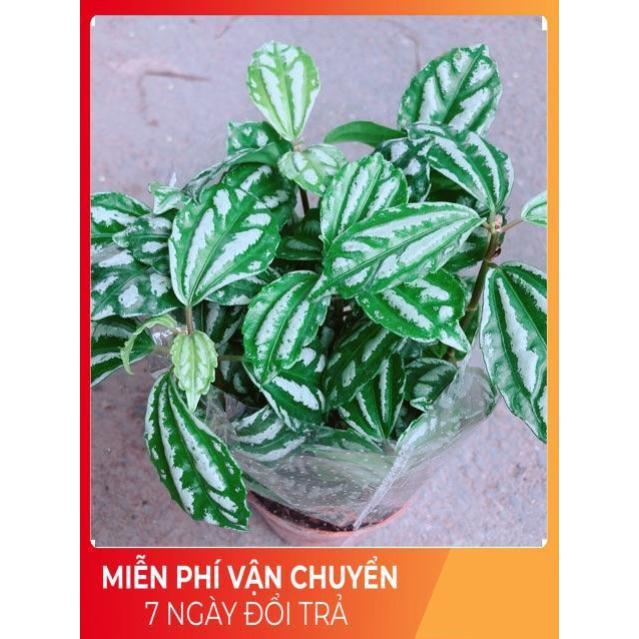 Cây Lá Dưa Hấu