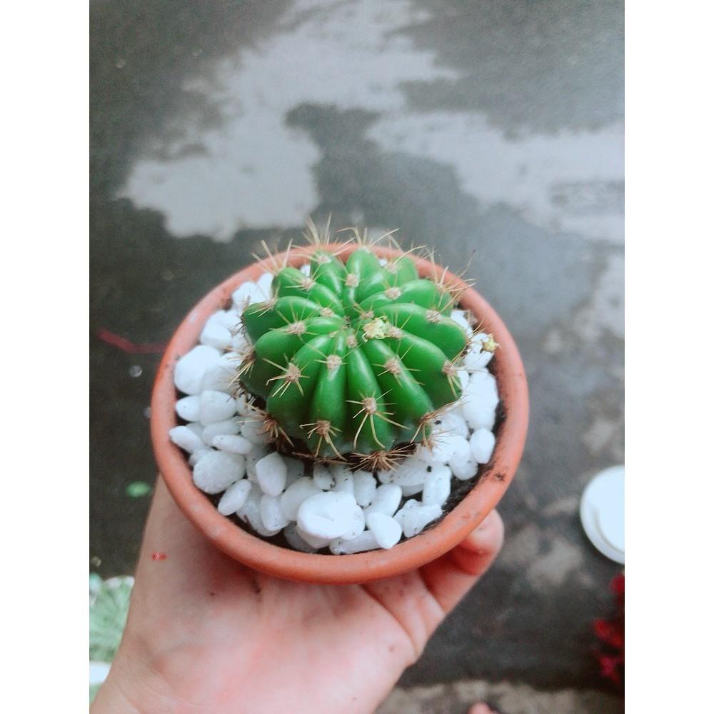 Chậu Xương Rồng Bí Xanh