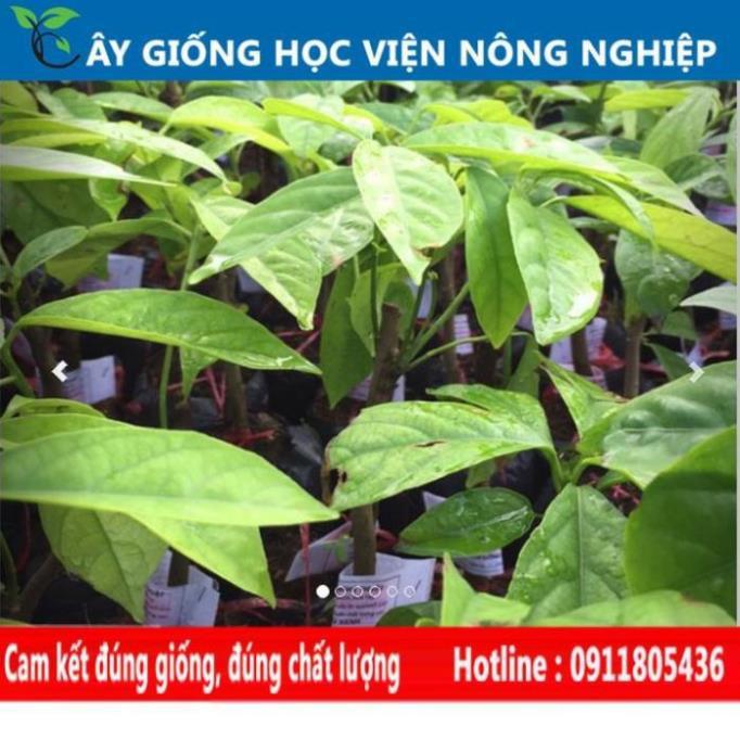 Sản phẩm Cây Ăn Trái cây giống dâu da thái ngọt
