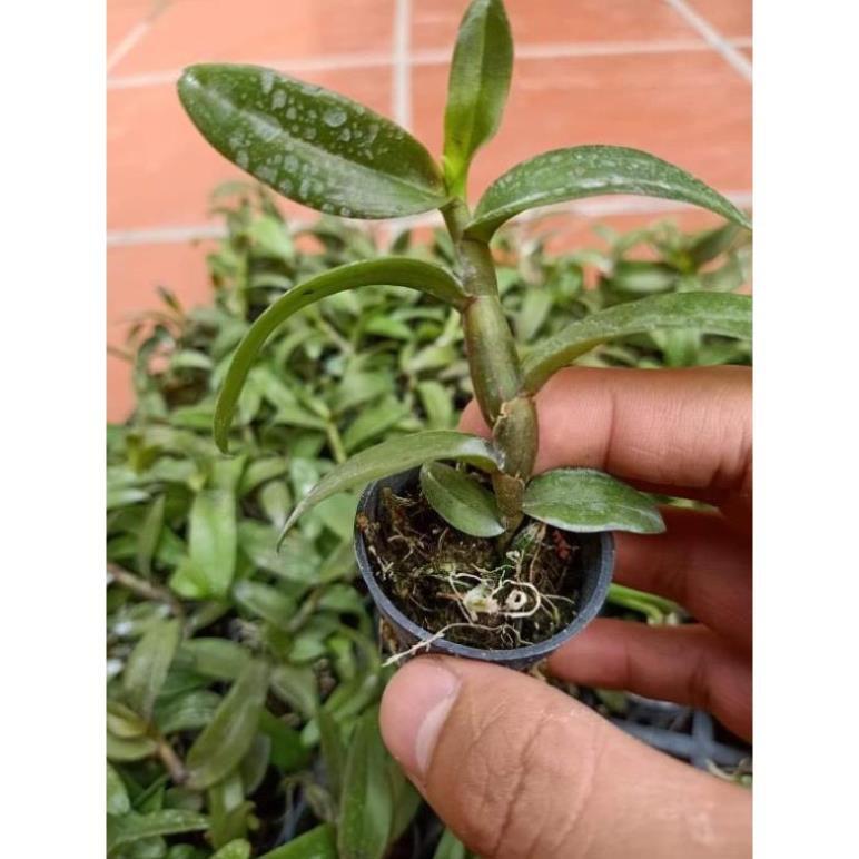 Hoa phong lan phi điệp trường sơn