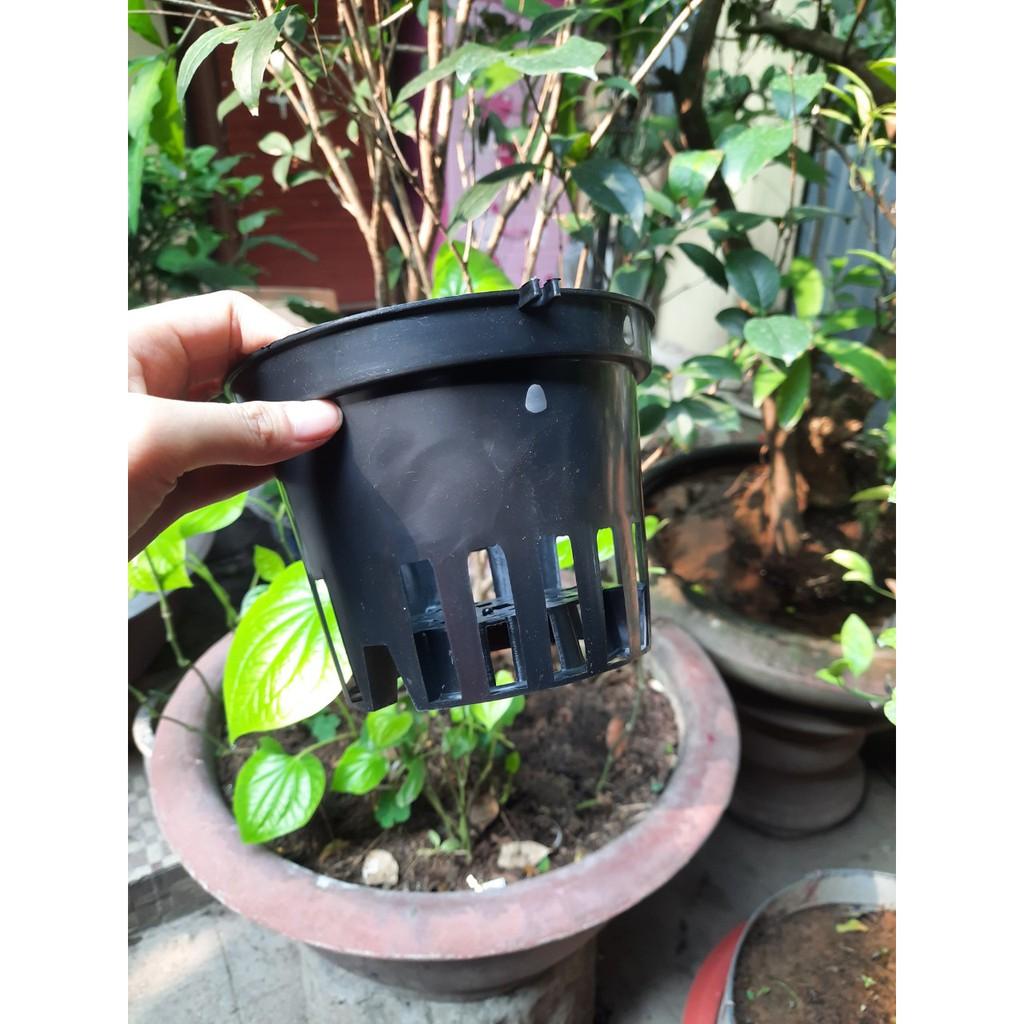 10 chậu trồng lan fi 12