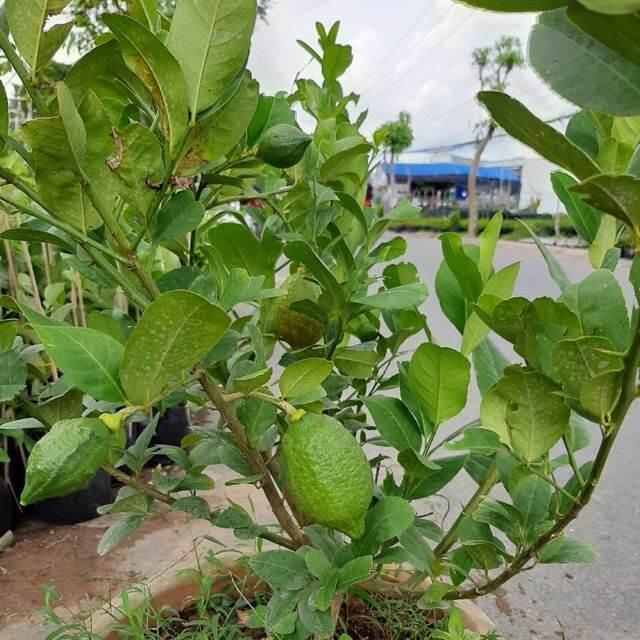 Chanh Mỹ vàng