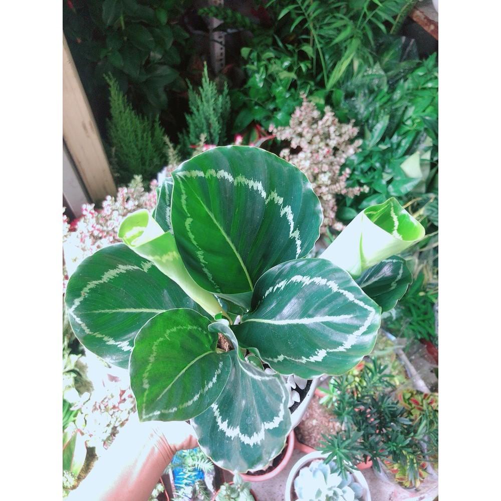 Chậu Đuôi Công Xanh