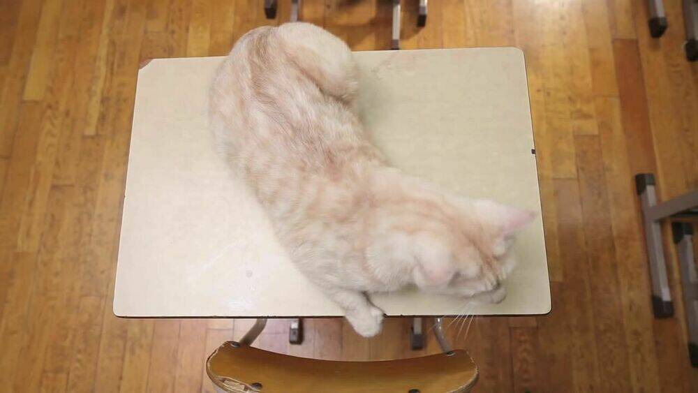 cậu bạn bàn bên chapter 42.5 14