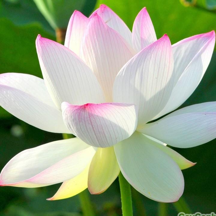 10 Hạt giống hoa sen ta 3 màu vàng, hồng, trắng