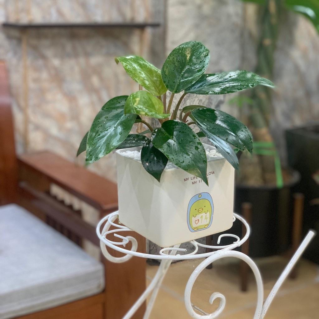 Cây Trầu Bà Đế Vương để bàn