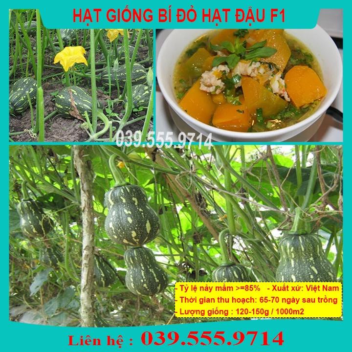 Hạt Giống Bí Đỏ Hạt Đậu F1 Gói 2Gram , quả to đẹp