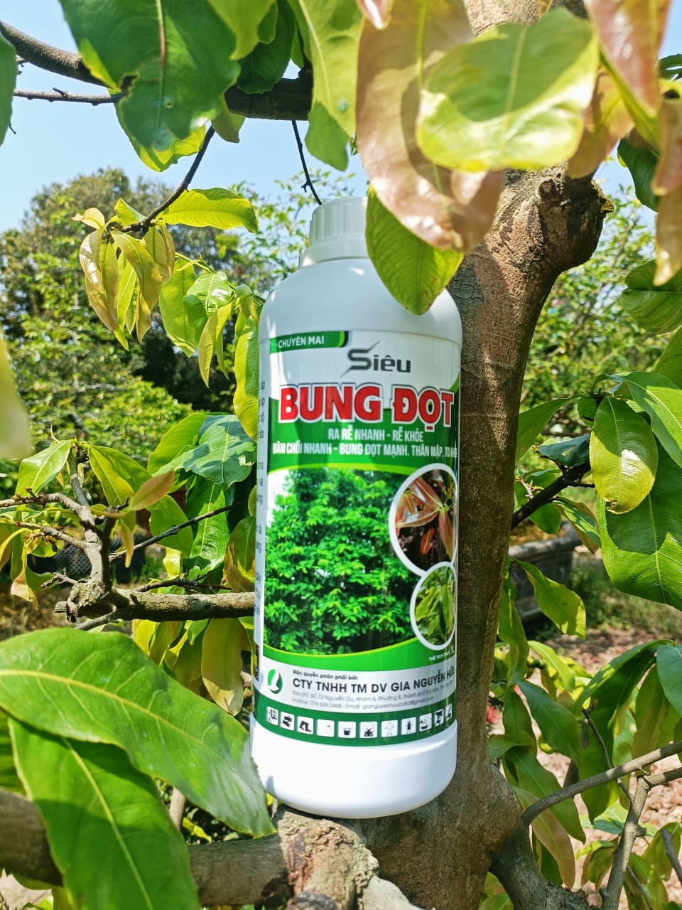 PHÂN BÓN LÁ SIÊU BUNG ĐỌT CHUYÊN DÀNH CHO MAI, CHO CÂY KIỂNG - PHỤC HỒI TÁI TẠO BỘ RỄ CHO MAI VÀNG