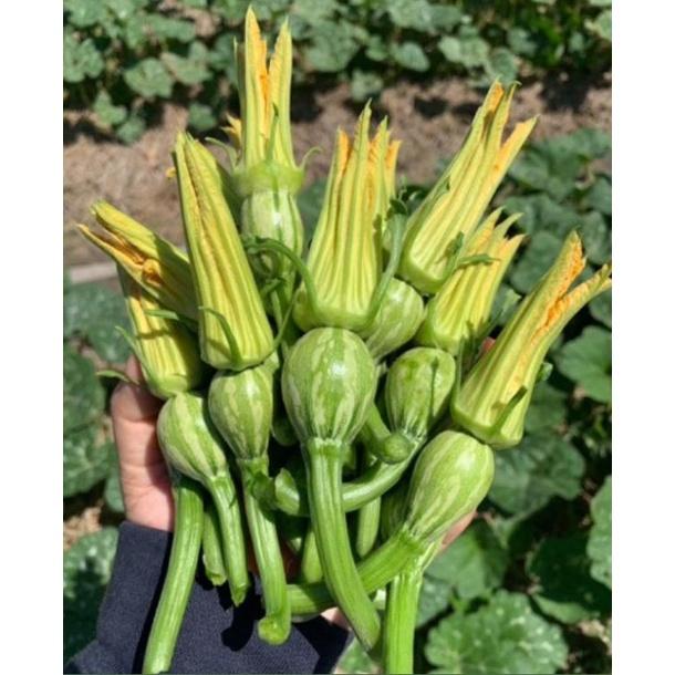 Hạt giống bí siêu nụ CT13 - Gói 10 hạt