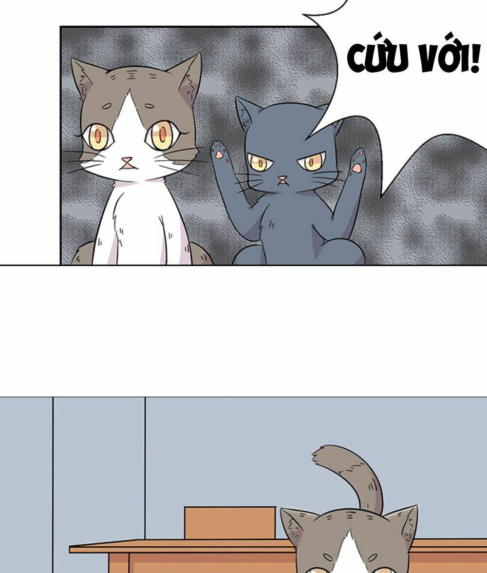 hai chú mèo totem chapter 22 6