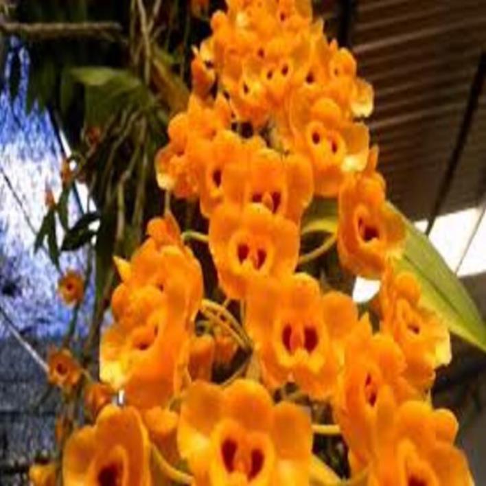 1 bó phong lan phi điệp vàng rừng tây Bắc hàng hoa đẹp loài lan đẹp rực rỡ