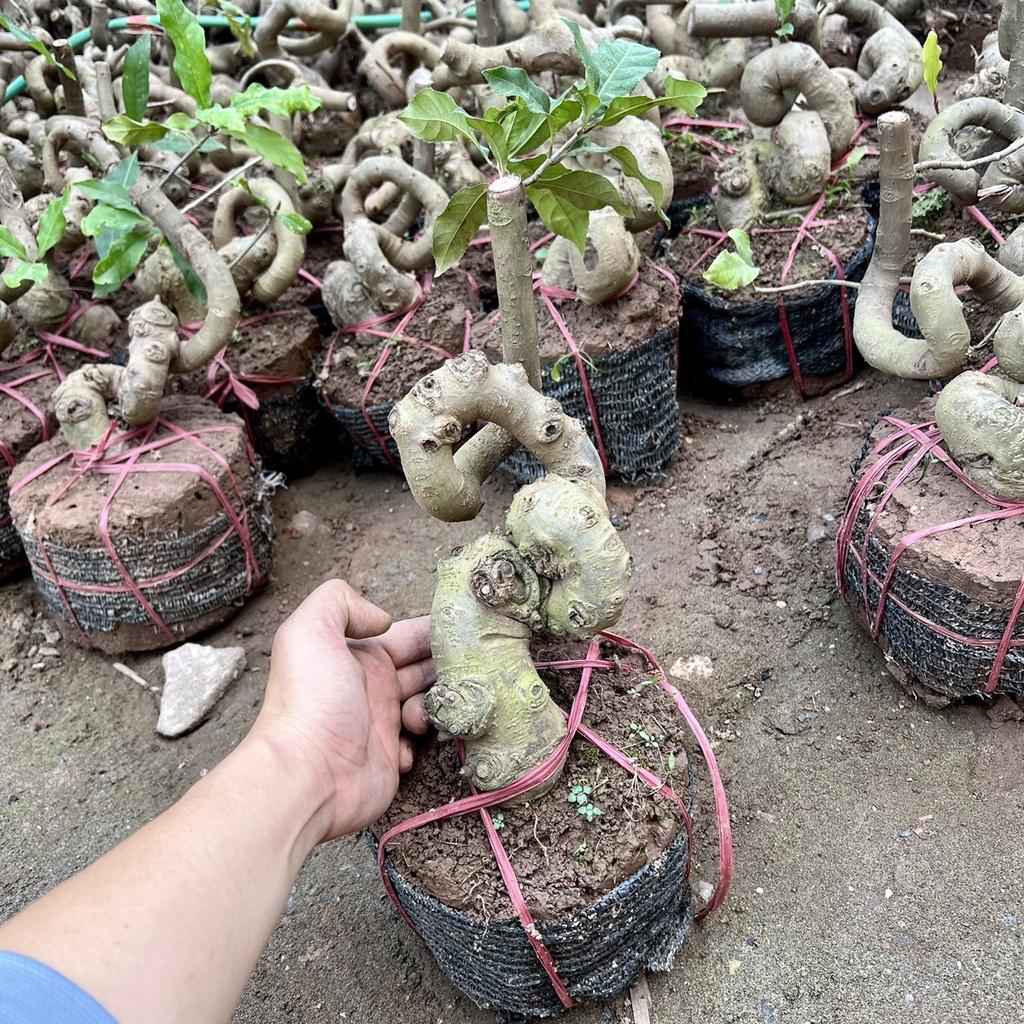 Cây lộc vừng phôi bonsai.