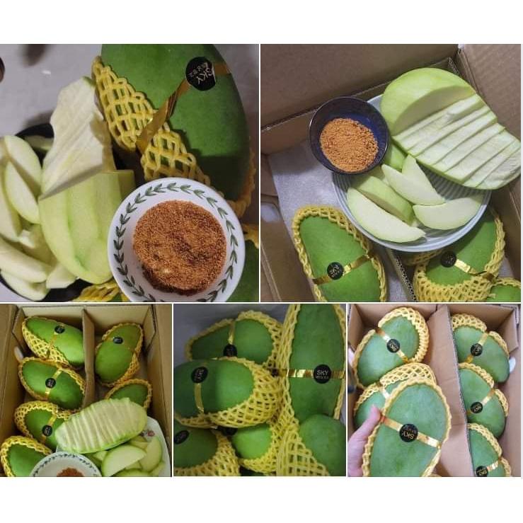 CÂY GIỐNG XOÀI TƯỢNG DA XANH