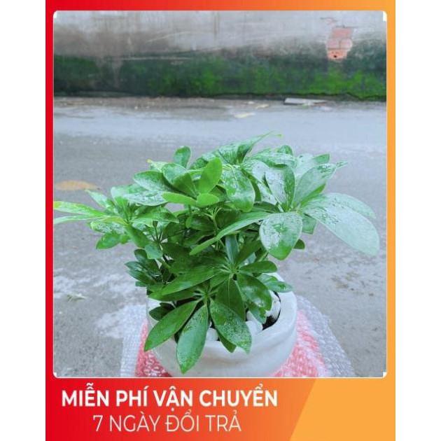 Chậu Cây Ngũ Gia Bì Để Bàn