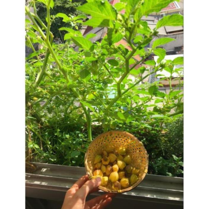 20 hạt giống Thù Lù, Tầm Bóp, Cà chua Lồng đèn (Giống Organic của Việt Nam)