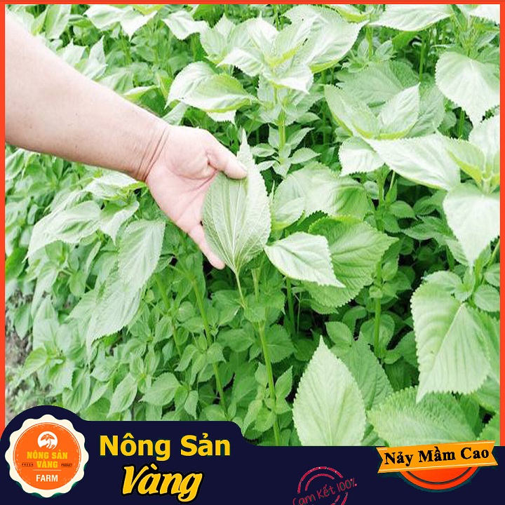 Hạt giống Rau Thơm Mè Hàn Quốc ( Gói 0,5 Gram ) - Nông Sản Vàng