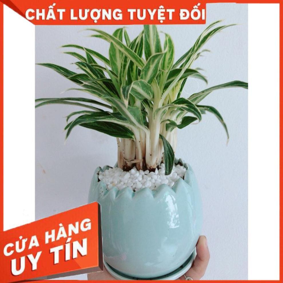 Chậu Cây Giữ Tiền Cho Gia Chủ