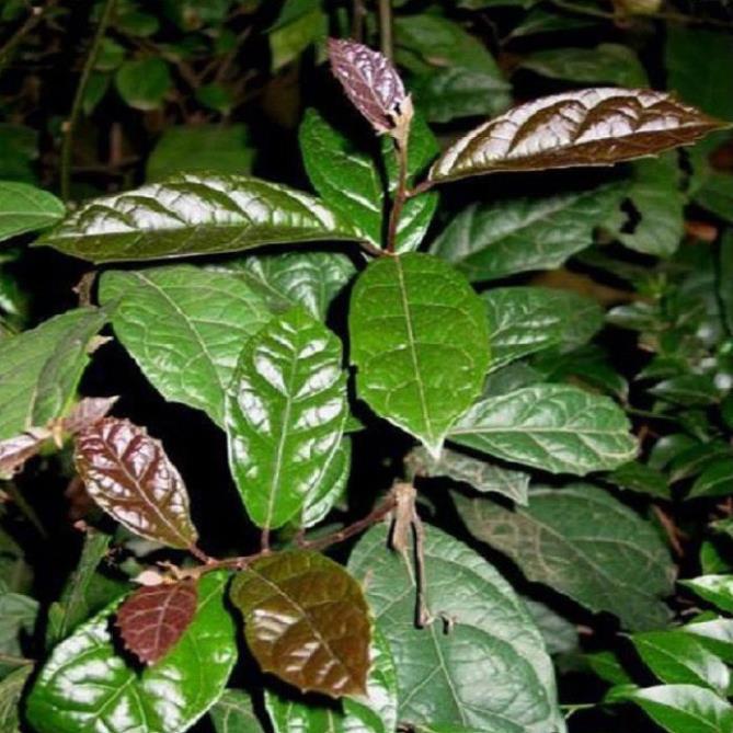 Cây xạ đen, thuần dược cây quý