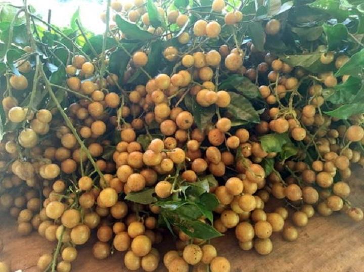 Cây QUẤT HỒNG BÌ, cây giống mập, bầu đất to, siêu quả