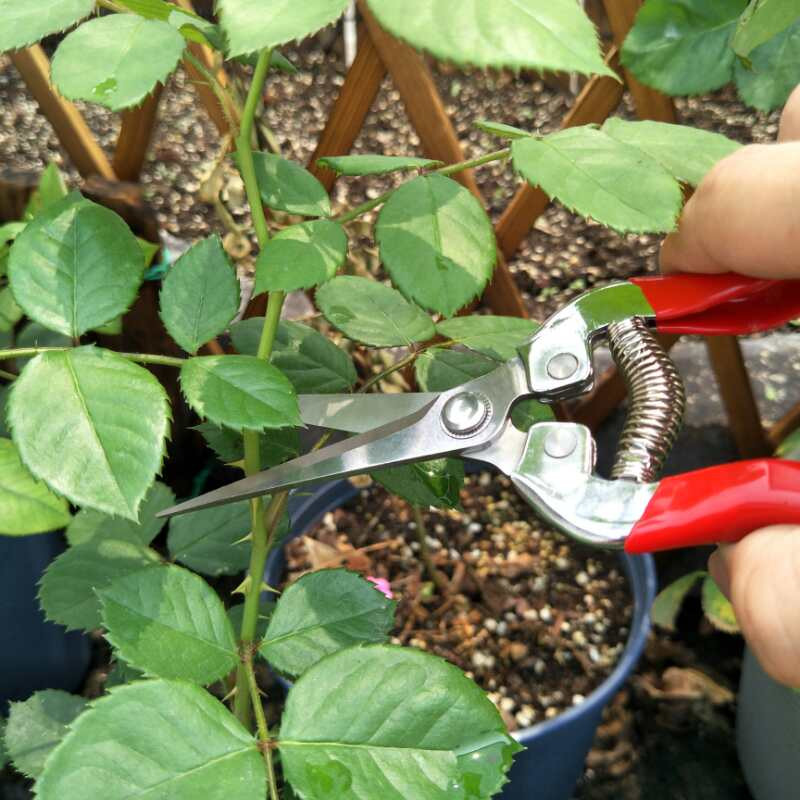 Kéo tỉa hoa trái lưỡi dài
