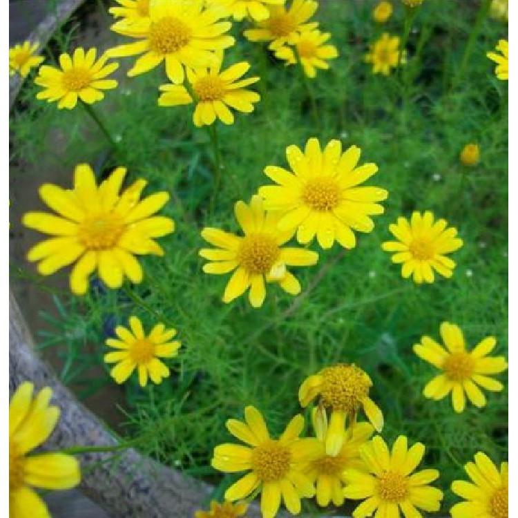 Hạt giống hoa cúc sao băng 50 hạt/gói